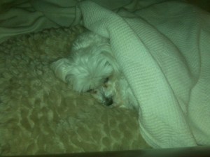 Sophie Under The Covers